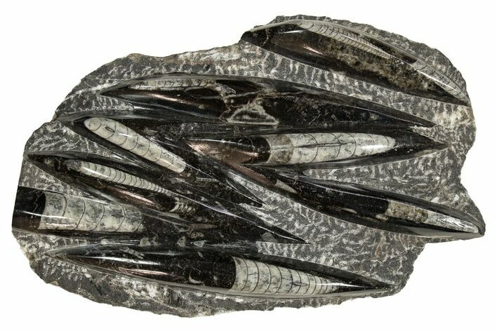 Polished Fossil Orthoceras (Cephalopod) Plate - Morocco #341452